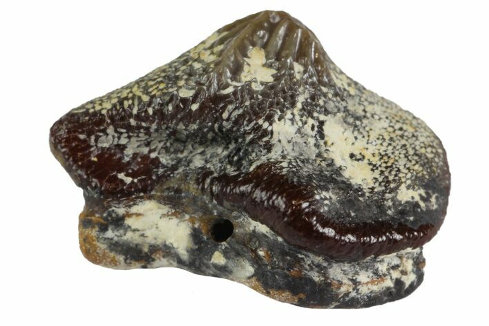 Fossil Crusher Shark (Ptychodus) Tooth - Kansas #152346